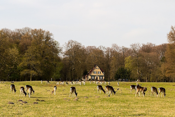 Der Wildpark Dülmen